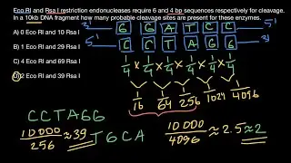 How to calculate how many times restriction endonuclease will cut DNA