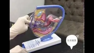【月亮杯】中文教學影片第二集：置入與取出