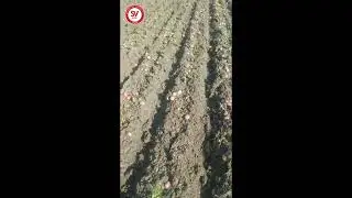 Lady Rosetta (LR) Potato Variety | 75 Days | Ujjain, MP/ लेडी रोसेटा | 75 दिन | उज्जैन, मध्य प्रदेश