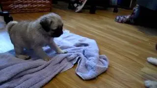 2cute silver fawn pug puppies