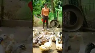 Свежие фермерские яйца раскупаются мгновенно 🥚 | Трудолюбивая деревенская женщина