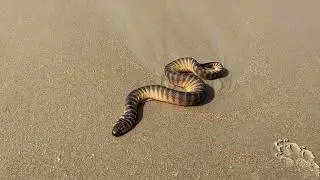 Snakes on the Beach?! Wild Encounters in Goa, India 🐍