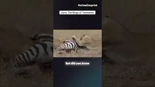 Lions: The Kings of Teamwork🐯🐯#shorts Follow me for more great videos and unique😊