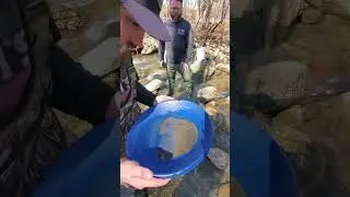 Panning SluiceBox Concentrates #gold #goldpanning 