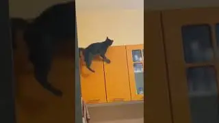 Funniest Cat Moment You'll See Today!(1)#shorts