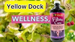 Yellow Dock - Fibro Care Tonic ingredient