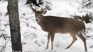 HARDCORE Pursuit Late Season Archery Hunt Preview
