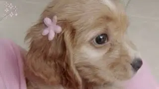 ₊˚.⋆⁺₊ 𝜗𝜚 have healthy pets ++ more (𝗖𝗢𝗠𝗕𝗢) subliminal (silent ver)