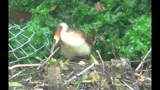 GREBE CHICKS - Finding Their Feet
