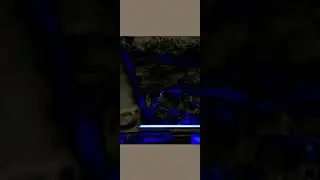 Bird Of Prey (Short Edit)