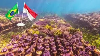 Top Coral Reef, o primeiro lojista a visitar os exportadores da Indonésia.