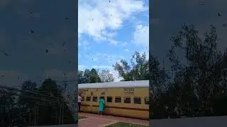 population of bats in Madhya Pradesh