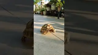 kondisi kura kura yang sakit mbd hari ke 5 #cutetortoise #tortoiseslife #babysulcata