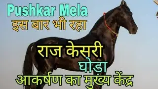10 करोड़ का RAJ KESRI घोड़ा मुख्य आकर्षण का केंद्र बना | Powerful Marwadi Horse Of India | Pushkar