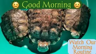 My Turtle's Morning Routine l #turtlepet #turtlecare #SataabdiAndCutiesVlogs