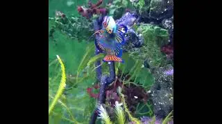 Mandarin Dragonet eating frozen mysis