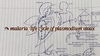 𓏲๋࣭ ⭑ life cycle of plasmodium vivax | malaria parasite 🦠, up lt grade 