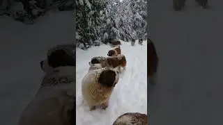 Hundreds of bernese mountain dogs in snow #bernesemountaindog #shorts #shortsvideo #bernesedog
