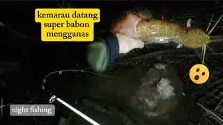 Kebanyakan narik babon joranku kualahan/mancing lembat malam hari 