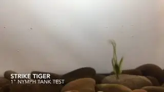 Strike Tiger 1