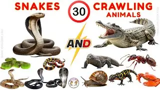 Ползающие животные и змеи для детей 🐍 | Изучаем названия животных со звуками и картинками