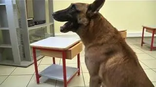 Un chien pour d&eacute;tecter le cancer de la prostate