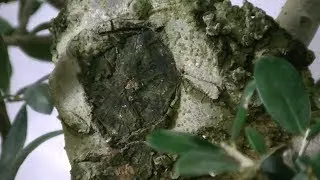Madera Muerta Olivo