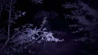 The People in the Trees teaser trailer