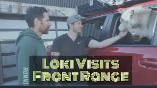 Loki The Wolfdog Visits Front Range