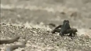 Group Snakes Attack Two Iguana In Kayseri Snake Mountain