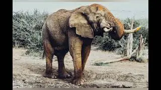 Elephant is very angry