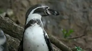 Penguin Awareness Day