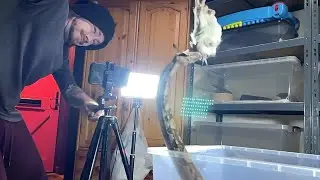 HANCOCK | Boa Constrictor Imperator (BCI) | #feeding 👑🎬 (28.04.25)