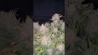 ❄️Frostbanger Auto❄️ by FourTwenty Plants