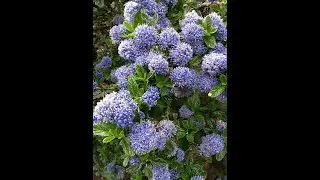2021 open gardens