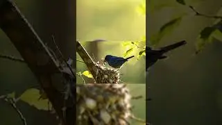 Birds make nests #birds #birdmaster #babybird #animals #automation #shorts #shortvideo