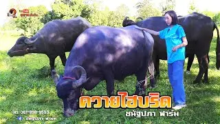 ควายไฮบริด - สร้างควายยักษ์จาก จัฟฟาราบัดผสมกับควายไทย