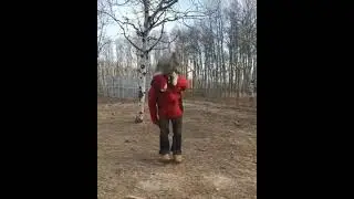 A Wolf Barking