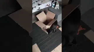 А мне только коробочку прислали, да? ) #оле7 #ластёна #cats #cat #котофейка #видосыоткота #котэ