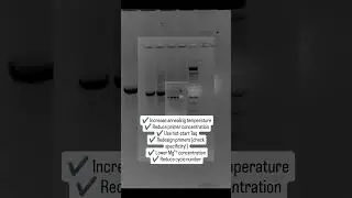 Non-specific amplification #molecularbiology #pcr #dna #science #womeninstem #phd #research #student