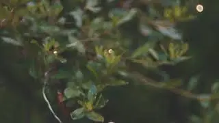 #pmbrollchallenge