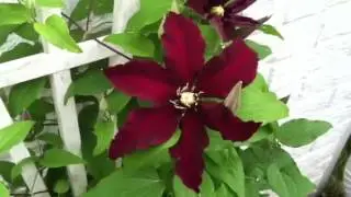 4 Secrets to Gorgeous Clematis Vine Flowers!