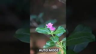 Canon 1500d photo samples auto mode and manual mode