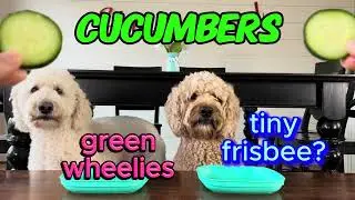 Yuck or Yum? Our Dogs Taste Test Human Foods 🍌🐶 - Ep. 1 #dog  #funnydogs