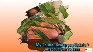 Update On My Chinese Evergreen + Introduction to Leca