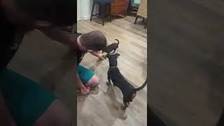 Dogs playing fetch #funny #dog #puppy #chihuahua #adorable #pets #animals #weinerdog