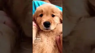 Softest puppy rubbing - ultimate relaxation #shorts