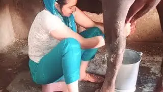 New milking video by girl 💗❤️😍🌄#cowmilkingbyhand #milkingbyhand #goatmilking