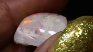 15 cts Clam Shell Opalized Fossil FO-2654