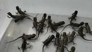 Third Bearded Dragon clutch of 2021 has hatched. ( How many Wero's?)